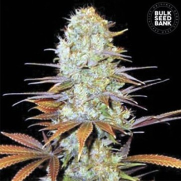 Cannabis seeds Sunmango Feminised